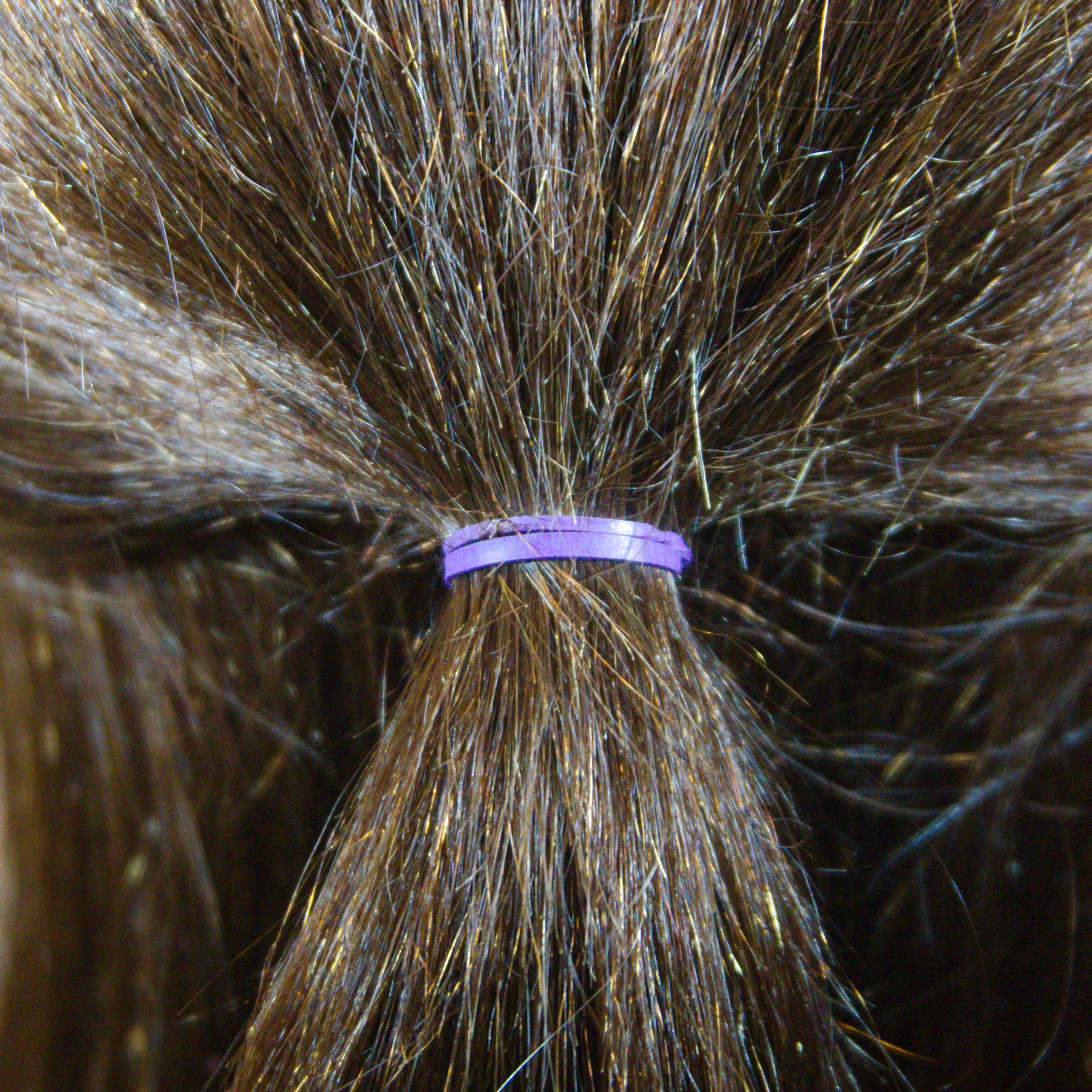 Amelia Beauty | 1/2in, Purple, Elastic Rubber Band Pony Tail Holders | Made in USA, Ideal for Ponytails, Braids, Twists, Dreadlocks, Styling Accessories for Women, Men and Girls | 1000 Pack