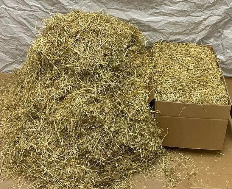 Large Box of Italian ryegrass- Lolium multiflorum