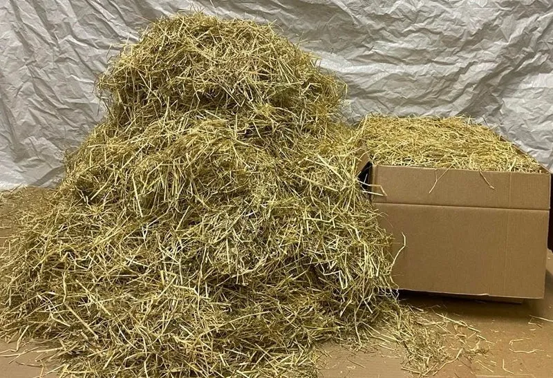 Large Box of Italian ryegrass- Lolium multiflorum