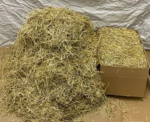 Large Box of Italian ryegrass- Lolium multiflorum